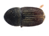 Scolytogenes darwini 13710
