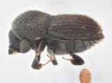 Scolytogenes darwini 13710