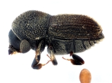 Scolytogenes darwini 13710