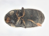 Scolytogenes darwini 13710