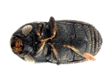 Scolytogenes darwini 13710