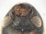 Scolytogenes darwini 13710