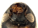 Scolytogenes darwini 13710