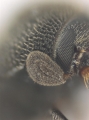 Scolytogenes darwini 13710