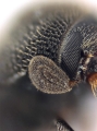 Scolytogenes darwini 13710