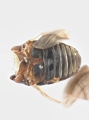 Scolytogenes darwini 13710