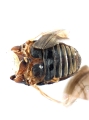 Scolytogenes darwini 13710