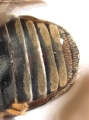 Scolytogenes darwini 13710
