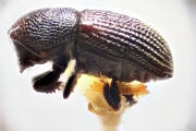 Scolytogenes fijianus 14932