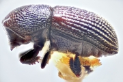 Scolytogenes fijianus 14932
