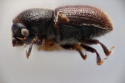Scolytogenes granualatus 12260