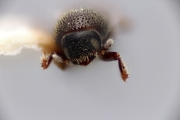 Scolytogenes granualatus 12260