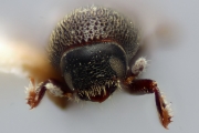 Scolytogenes granualatus 12260