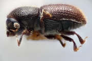 Scolytogenes granualatus 12260