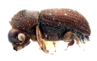 Scolytogenes hirsutus 12261