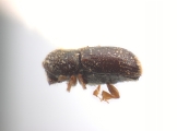 Scolytogenes jalapae 12465