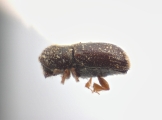 Scolytogenes jalapae 12465