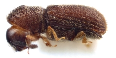 Scolytogenes jalapae 12500