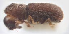 Scolytogenes jalapae 12500
