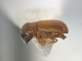 Scolytogenes jalapae 12464