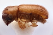Scolytogenes jalapae 12492
