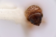 Scolytogenes jalapae 12492
