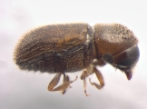 Scolytogenes jalapae 13557