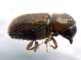 Scolytogenes jalapae 13557
