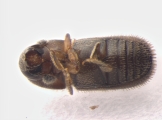 Scolytogenes jalapae 13557