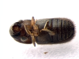 Scolytogenes jalapae 13557