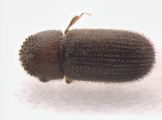 Scolytogenes jalapae 13557