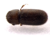 Scolytogenes jalapae 13557