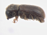 Scolytogenes jalapae 13650
