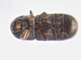 Scolytogenes jalapae 13650