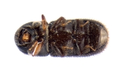 Scolytogenes jalapae 13650