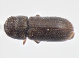 Scolytogenes jalapae 13650