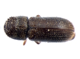 Scolytogenes jalapae 13650