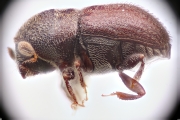 Scolytogenes mus 12263