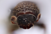 Scolytogenes mus 12263