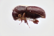 Scolytogenes nanulus 12264