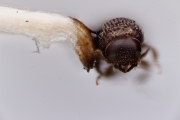 Scolytogenes nanulus 12264