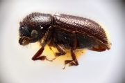 Scolytogenes nubilus 12265