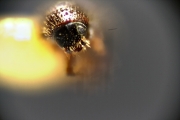 Scolytogenes nubilus 12265