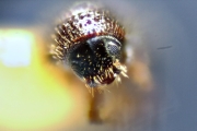 Scolytogenes nubilus 12265