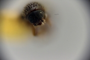 Scolytogenes nubilus 12265