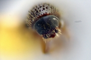 Scolytogenes nubilus 12265