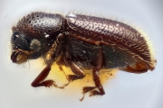 Scolytogenes nubilus 12265