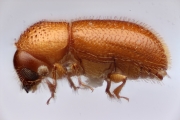 Scolytogenes nubilus 12266