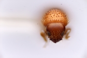 Scolytogenes nubilus 12266