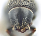 Scolytogenes onyanganus 14426